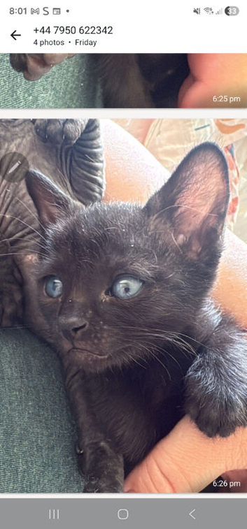 BRIGHT BLUE EYES..SPHYNX X RAGDOLL  READY NOW!