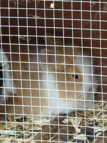 Baby lionhead rabbits
