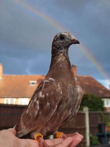 TAME Adult Pet Pigeons & Pairs [Fancy Breeds] [Medium Starter Flock]