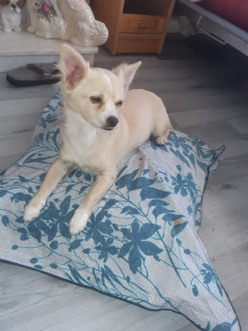 Chihuahua cross Pomeranian dog. Boy dog &pound;600