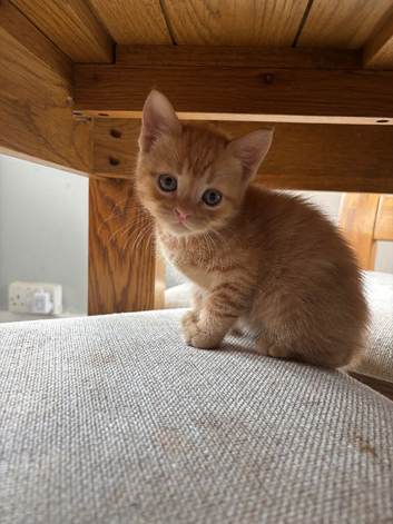 5 lovely kittens