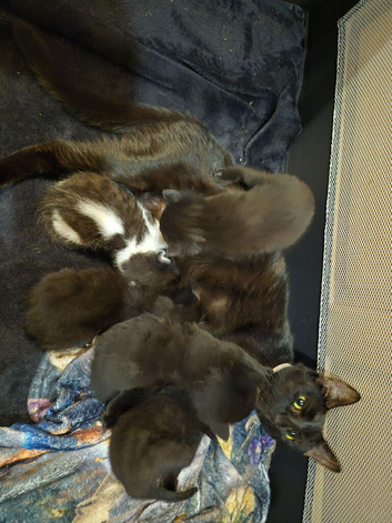 2 adorable black kittens