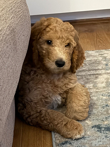 Last standard poodle boy available and ready now