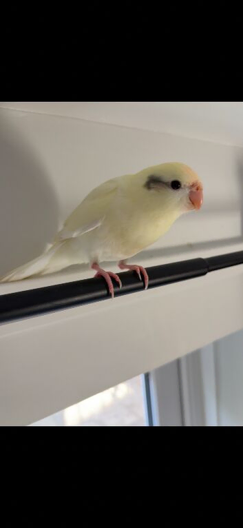 Kakarikis available in 2 weeks