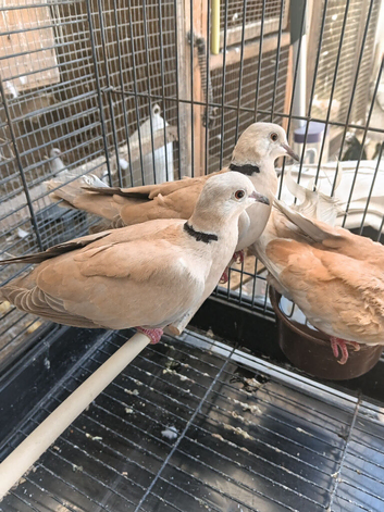 Collard dove for sale