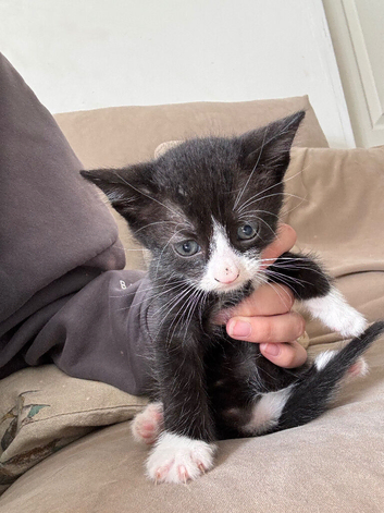 1 black and white kitten