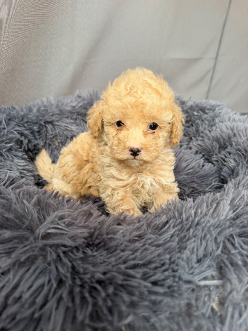 1 beautiful male puppie
