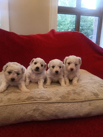 Pedigree Bichon Frise pups