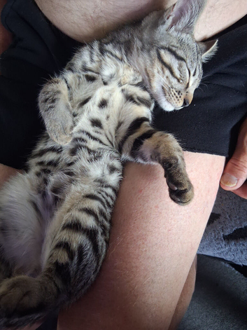 X2 bengal 16 wks x1 m x1 f