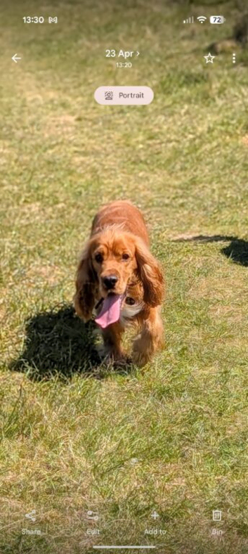 Red Show/working Cocker spaniel for stud