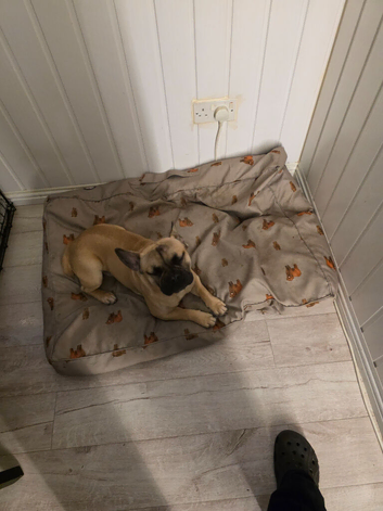 Frug