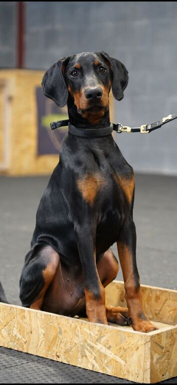Male Doberman kc reg for sale in tact