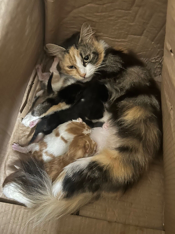 3 mixed breed kitten for nice home.