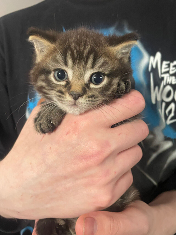 Three gorgeous kittens looking for their forever homes