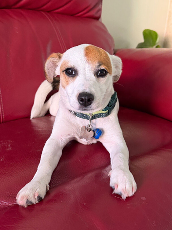 Rehome Jack Russell Puppy