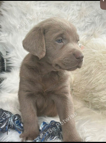 Silver Puppy