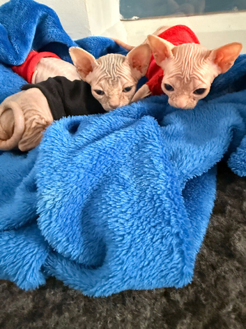 Sphynx babies 1 BOY LEFT