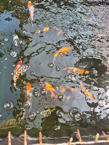 Koi fry for sale