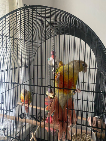 bonded conure pair - male & female with cage