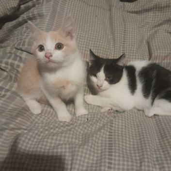 British shorthair cross kittens