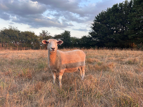 Pedigree Romney Ewe