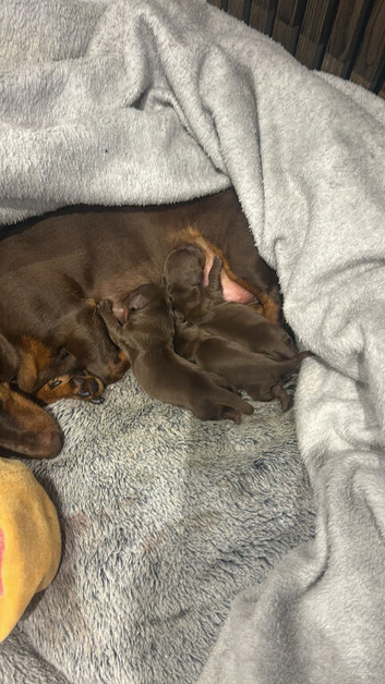 3 miniature daschound puppies for sale