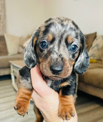 Miniature dachshund puppies