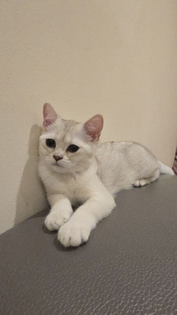 Beautiful White BSH Kitten light Chinchilla pattern