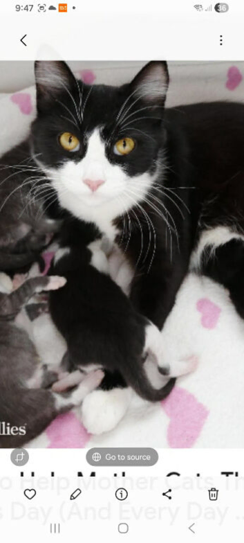 Beautiful kittens
