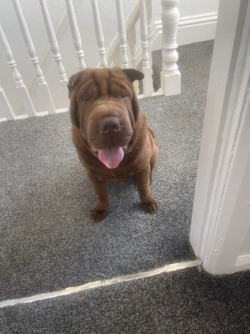 9 month old male