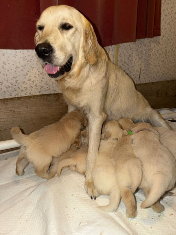 Mack/ Bryn Bach Golden X Evie/ Angel Annwyl