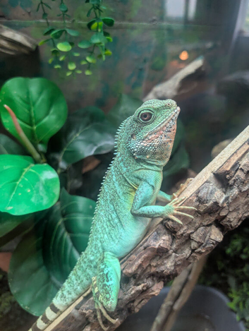 Chinese water dragon