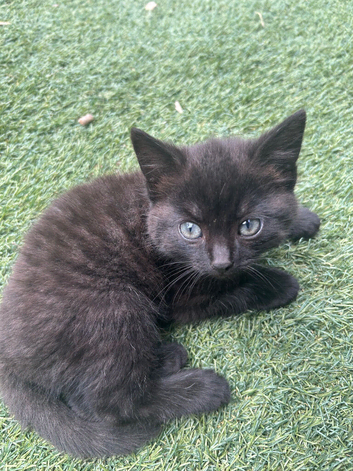 Kittens for sale