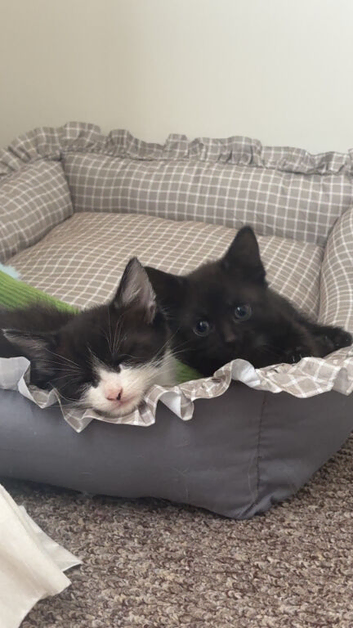 Cutesy mixed breed kittens for sale