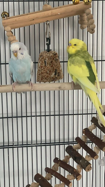 Two young budgies with small travel cage bowls and a couple of toys
