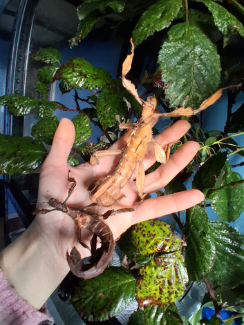 Giant Prickly Stick Insect (Extatosoma Tiaratum) PSG 9, Female Only