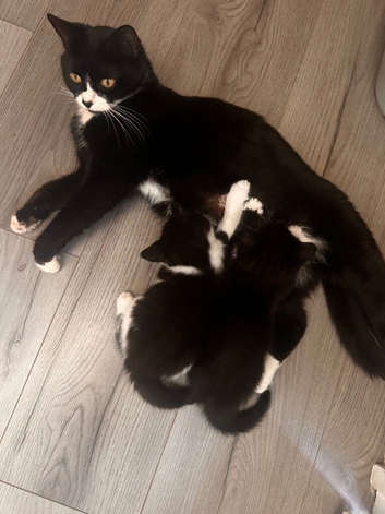 Beautiful kittens