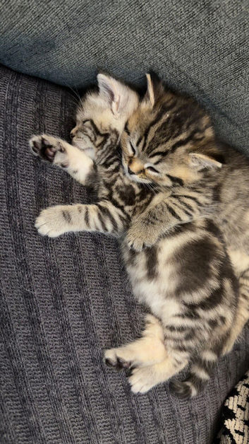 Adorable Kittens Looking for Their Forever Homes