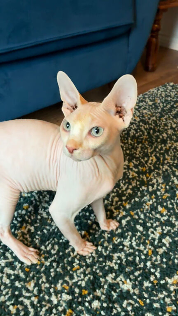 10-month old male Sphinx cat