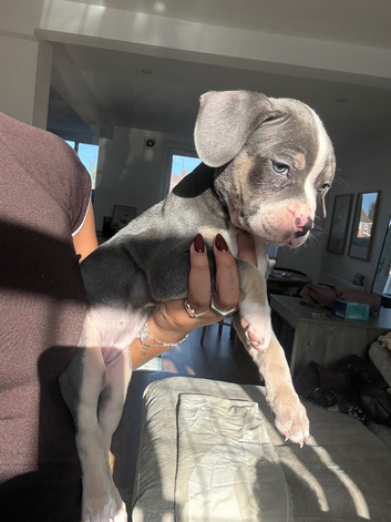 Staffy x frenchie puppies