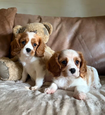 Beautiful Cavalier King Charles