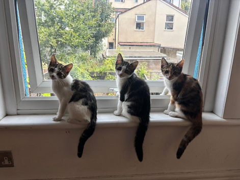 Kittens for sale