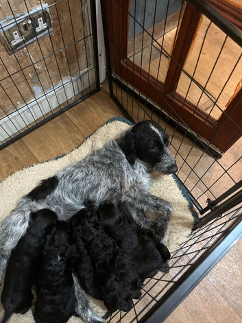 Cockapoo cross puppies