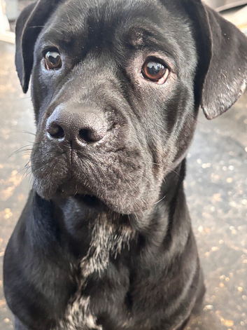 A loving cane corso cross sharpei