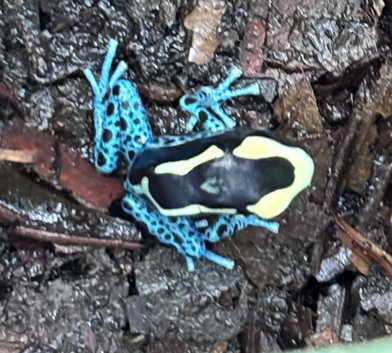 Powder blue dart frog youngsters