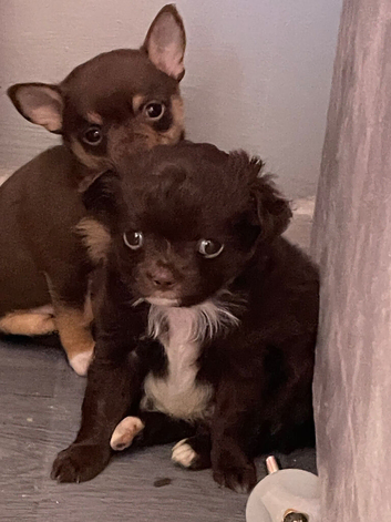 Longhaired apple headed female puppy