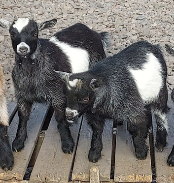 2 wethered male Pygmy Goats for sale (price reduced)