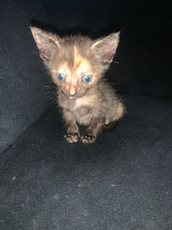 Ready to leave now tortie shell