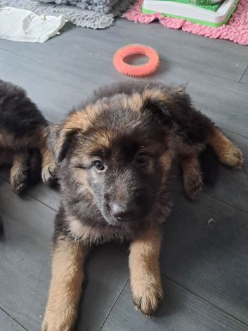Long Haired GSD Pups