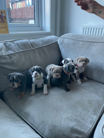 1 beautiful old tyme bulldog puppy left
